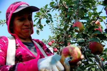 Fruit Picking in Pasco Washington