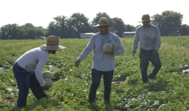 Fruit Picking in Pflugerville Texas