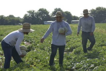 Fruit Picking in Pflugerville Texas