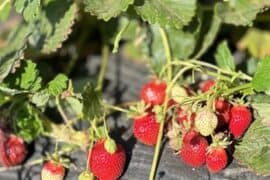 Fruit Picking in Pittsburg California