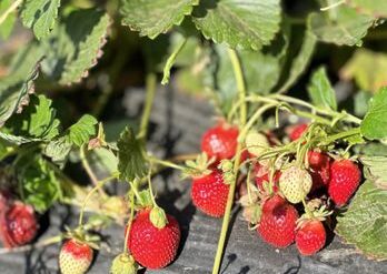 Fruit Picking in Pittsburg California