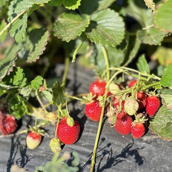 Fruit Picking in Pittsburg California