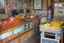 Fruit Picking in Redlands California