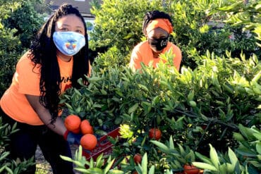 Fruit Picking in Rialto California