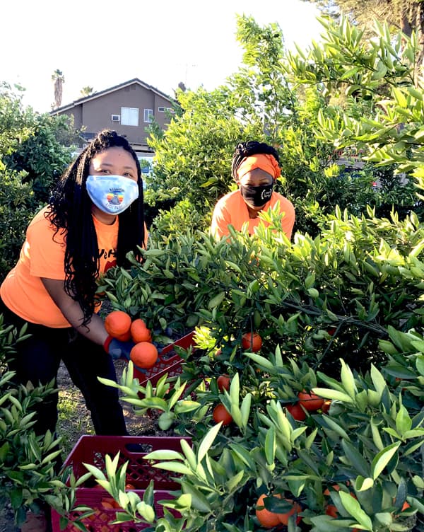 Fruit Picking in Rialto California