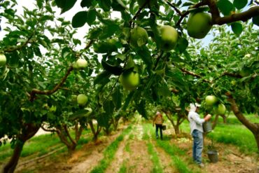 Fruit Picking in Richardson Texas