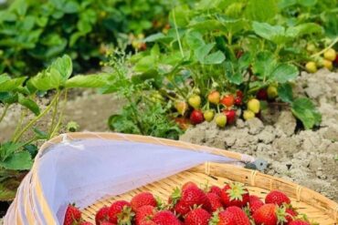 Fruit Picking in Richmond California