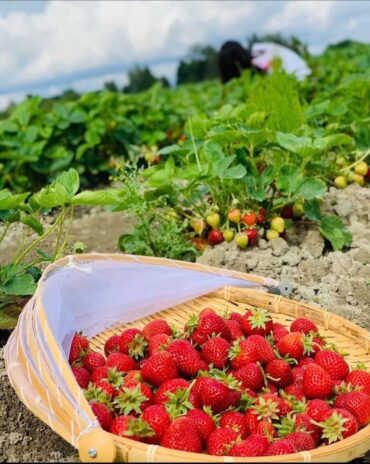 Fruit Picking in Richmond California