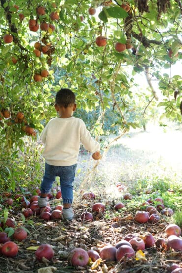 Fruit Picking in Roswell Georgia