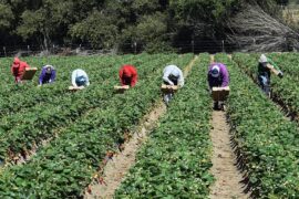 Fruit Picking in Salinas California