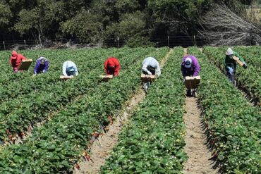 Fruit Picking in Salinas California