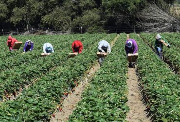 Fruit Picking in Salinas California