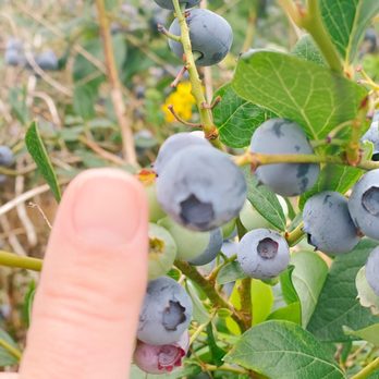 Fruit Picking in Sammamish Washington