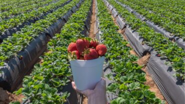 Fruit Picking in San Marcos California