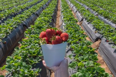 Fruit Picking in San Marcos California