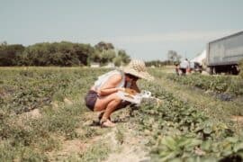 Fruit Picking in San Mateo California