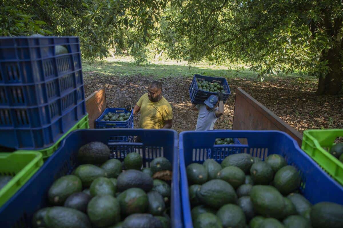 Fruit Picking in Santa Ana California