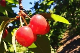 Fruit Picking in Santa Clarita California