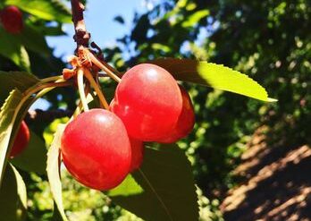 Fruit Picking in Santa Clarita California