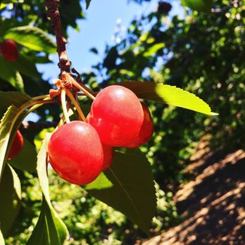 Fruit Picking in Santa Clarita California