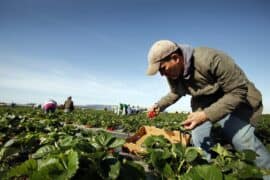 Fruit Picking in Santa Maria California