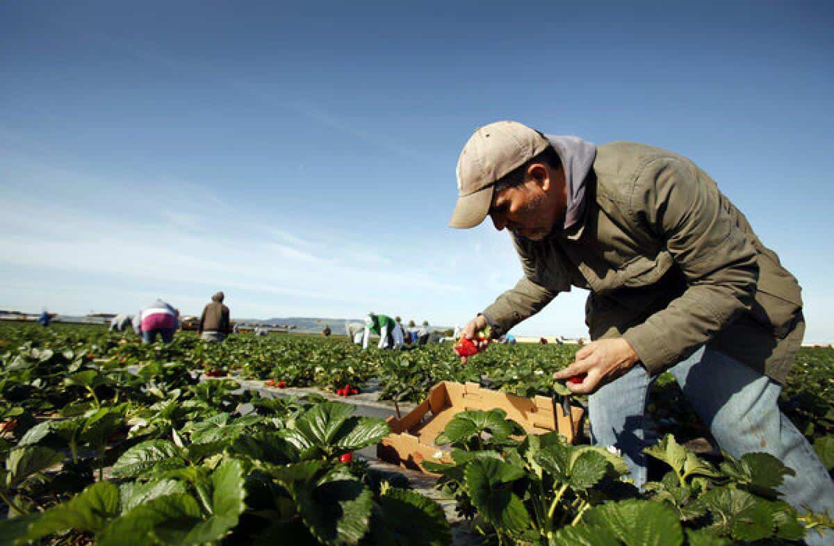 Fruit Picking in Santa Maria California