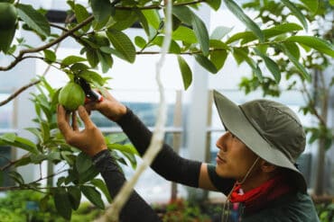 Fruit Picking in Serangoon