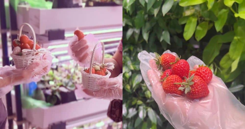 Fruit Picking in Singpore