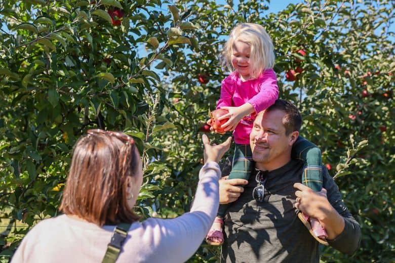 Fruit Picking in South Hill Washington