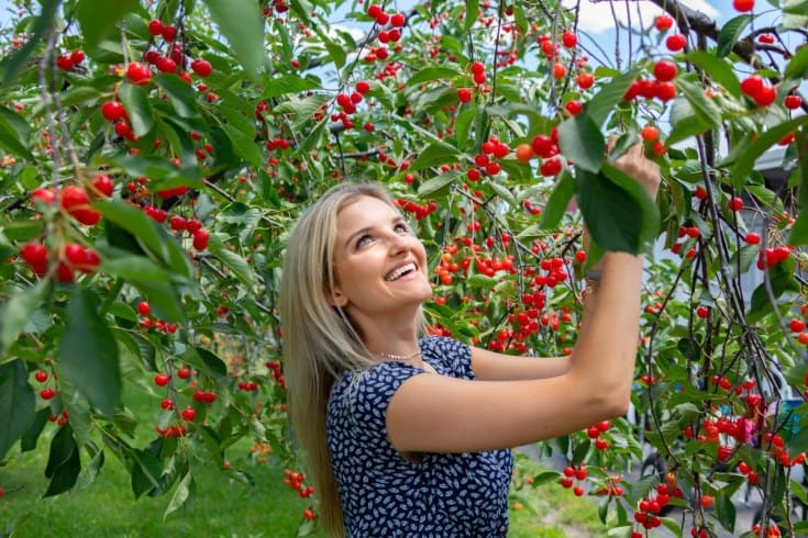 Fruit Picking in Spokane Washington