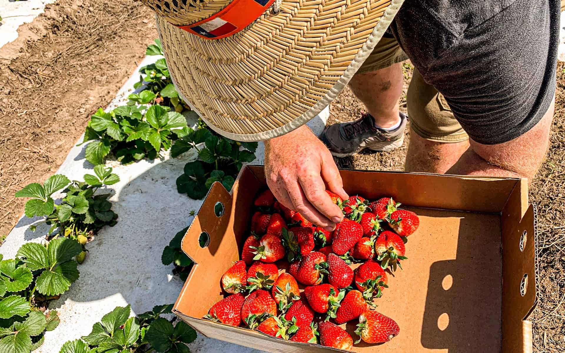 Fruit Picking in Spring Texas