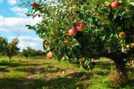 Fruit Picking in St. George Utah