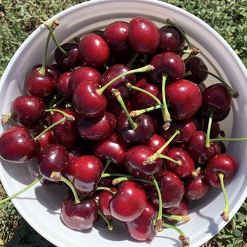 Fruit Picking in Stockton California