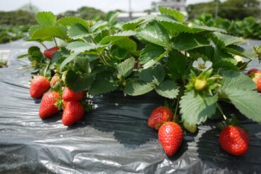 Fruit Picking in Tai Po New Territories