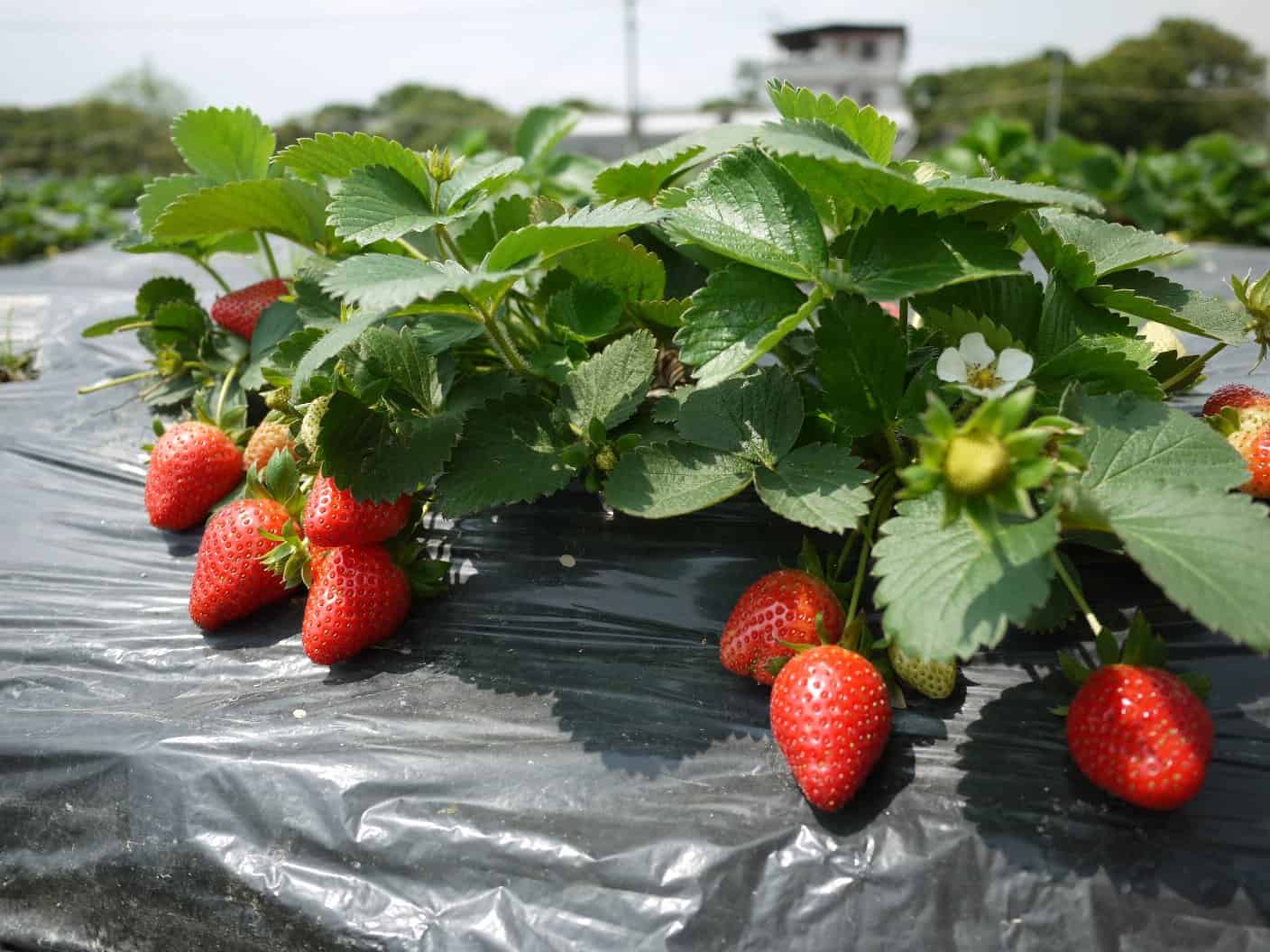 Fruit Picking in Tai Po New Territories