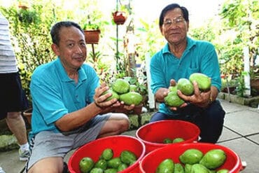 Fruit Picking in Tampines