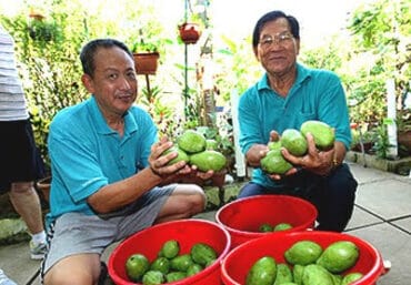 Fruit Picking in Tampines