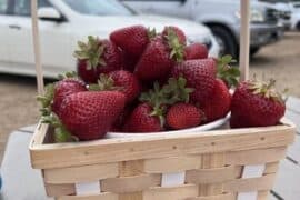 Fruit Picking in Temecula California