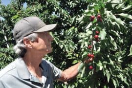 Fruit Picking in Tracy California