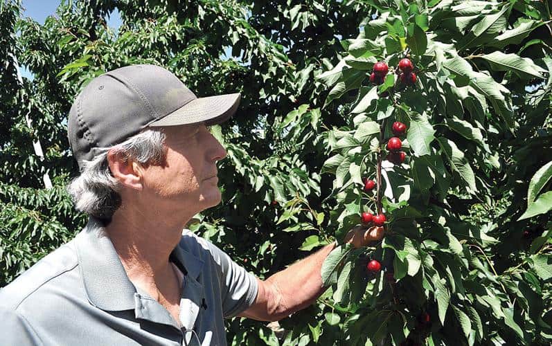 Fruit Picking in Tracy California