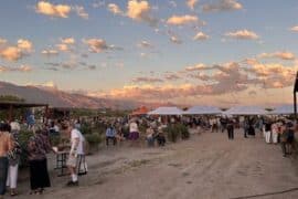 Fruit Picking in Tucson Arizona