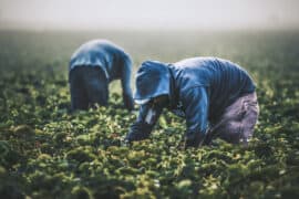 Fruit Picking in Tulare California