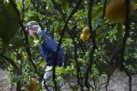 Fruit Picking in Tustin California