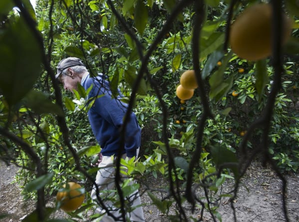 Fruit Picking in Tustin California