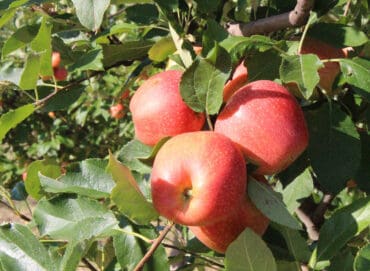 Fruit Picking in Victoria Texas