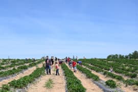 Fruit Picking in Westminster California