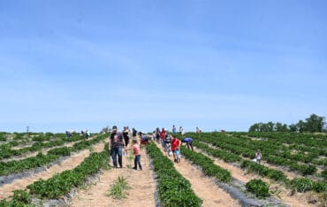 Fruit Picking in Westminster California