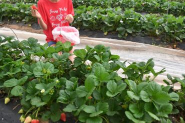 Fruit Picking in Wichita Falls Texas