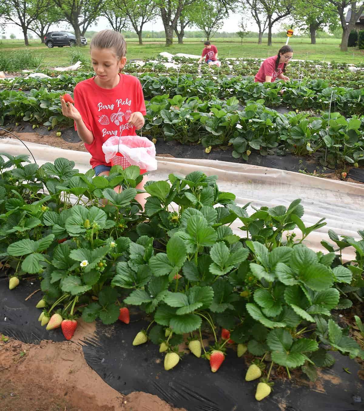 Fruit Picking in Wichita Falls Texas