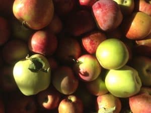 Fruit Picking in Wichita Kansas